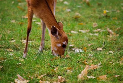 Fawn Spots Outside Mammal Photo Background And Picture For Free Download - Pngtree