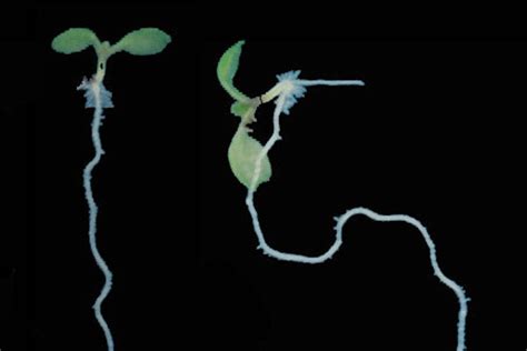 Plant Roots Began Following Gravity 350 Million Years Ago UPI