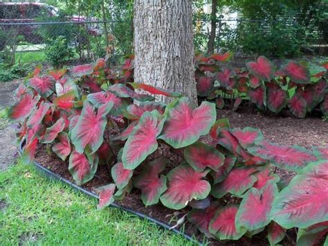 Plantes D Ombre Pour Le Jardin En Photos Fascinantes Jardin D