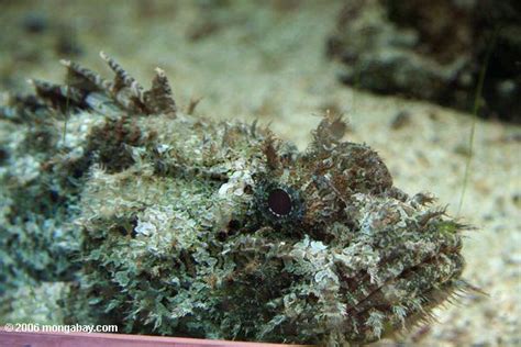 Scorpionfish