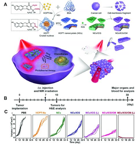 A Schematic Illustrating Cancer Cell Membrane Coated Hcpt With