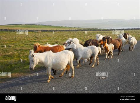 Shetland Pony Mares And Foals Herd Walking Along Road Unst Shetland