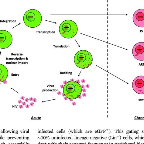 Schematic Representation Of The Hiv 1 Replication Cycle In Cd4 T