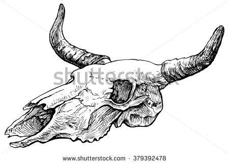 Longhorn Skull Sketch at PaintingValley.com | Explore collection of ...