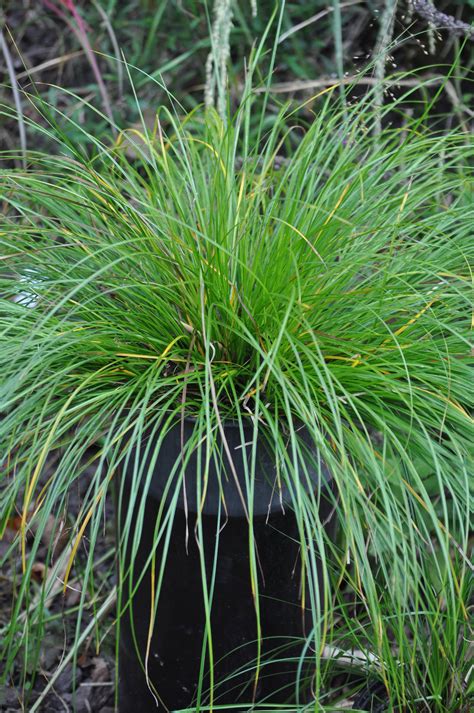 Carex Species Kyoto — Kwekerij En Kijktuin Aan De Dijk