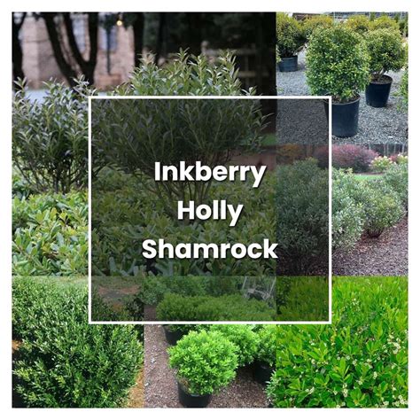 How To Grow Inkberry Holly Shamrock Plant Care And Tips Norwichgardener