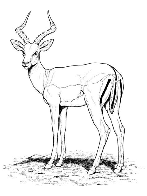 Coloriage A Imprimer Antilope Gratuit Et Colorier