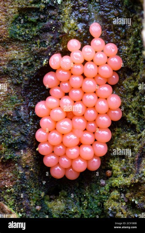 Arcyria Ferruginea A Pink Slime Mould Growing On Conifer Trunk