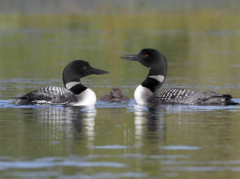 Loon Nesting (Behavior, Eggs, Location) | Birdfact