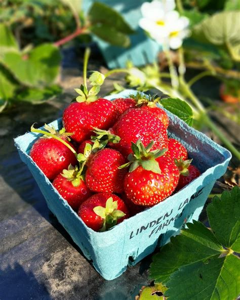 Seascape Strawberry Linden Lane Farms