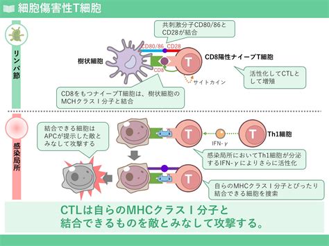 免疫学の基礎トレーニング② 自然免疫系 株式会社メディカルエデュケ－ション