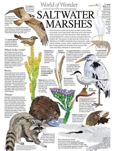 Saltwater Marshes Animal Infographic World History Facts Animal Facts