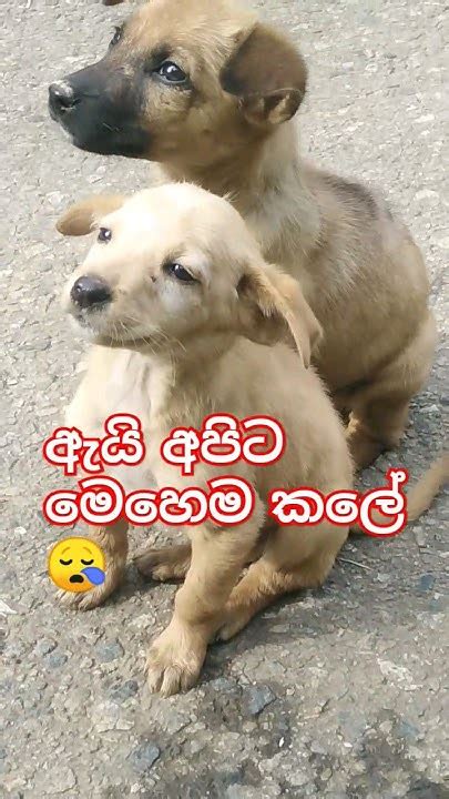 ඇයි අපිට මෙහෙම😪😪trending Viral Animals Youtube