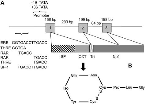 Article In Press Uncorrected Proof Review Oxytocin Recent