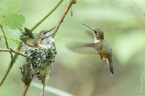 Rufous Hummingbird Selasphorus Rufus A Late Season Nest  Flickr