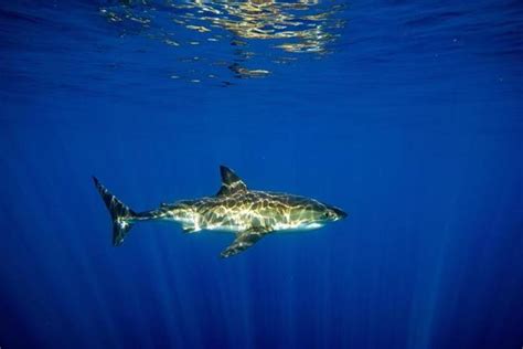 Great White Shark Silhouette Stock Photos, Images and Backgrounds for ...