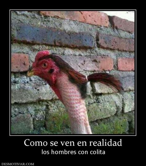 Comosevenenrealidadloshombresconcolita Animal Memes Chicken