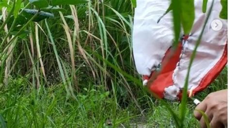 Heboh Wanita Injak Dan Bakar Bendera Merah Putih Warganet Geram