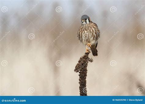 Falco Sparverius American Kestrel Sitting On The Branch Royalty Free