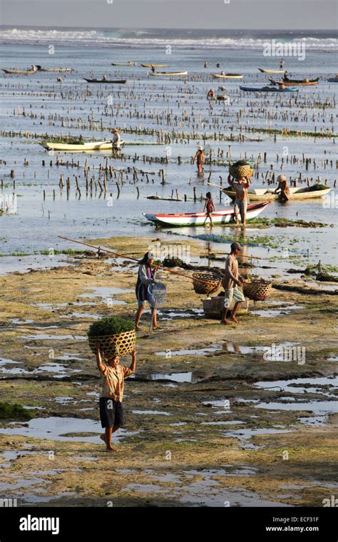 Seaweed Farming At Low Tide On Nusa Lembongan Island Indonesia Stock