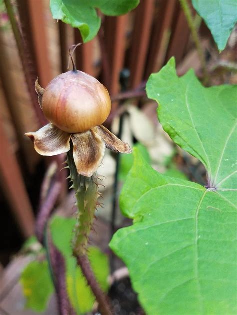 Photo of the seed pods or heads of Brazilian Morning Glory (Ipomoea ...