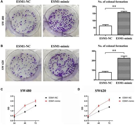 Proliferation Of Sw480 And Sw620 Cells In Each Group A Number Of Download Scientific Diagram