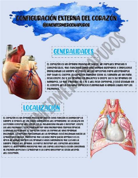 Configuracion Externa Del Corazon Un Enfermero En Apuros Udocz