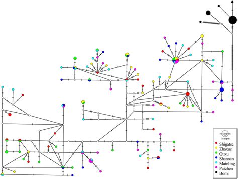 Median Joining Network Of Concatenated MtDNA Sequences Cyt B CR