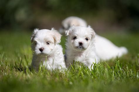 Malteser Hund Steckbrief Charakter Pflege Haltung