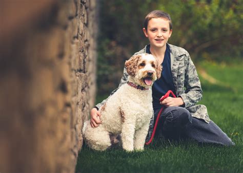 Goldendoodle Sizes - Goldendoodle Association of North America