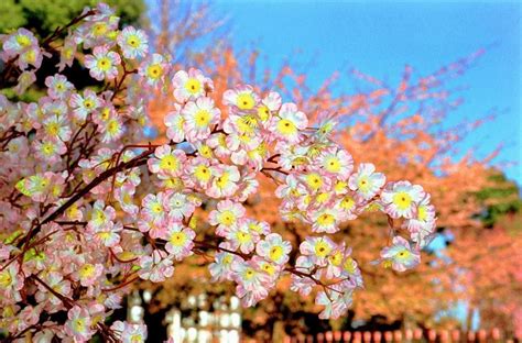 Martin Parr Japan Tokyo Artificial Cherry Blossoms 2000 Personal