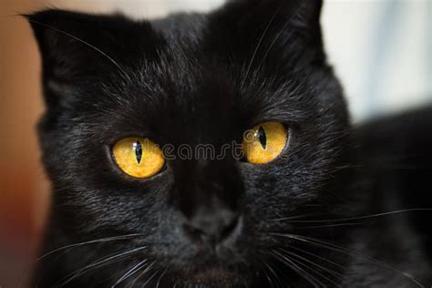 Gesicht Der Schwarzen Katze Mit Gelben Augen Stockfoto Bild Von