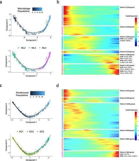 Pseudotime Construction In Macrophages And Keratinocytes A Download Scientific Diagram