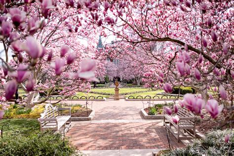 YA SE ACERCA EL FESTIVAL NACIONAL DE CEREZOS EN WASHINGTON D C Us