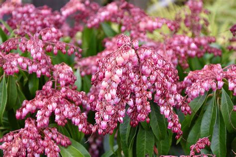 Click To View A Full Size Photo Of Katsura Japanese Pieris Pieris