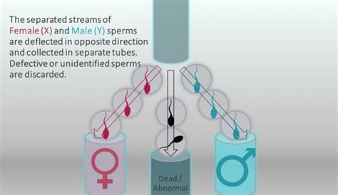 Sex Sorted Semen Is A Game Changer For The Livestock Industry Agriorbit