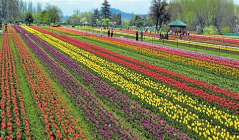 Kashmir: Tulip Garden, Asia’s largest, opens for public - The Financial ...