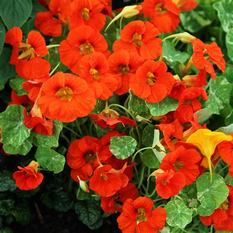 Buy Nasturtium Tropaeolum Majus Alaska Series Delivery By Crocus