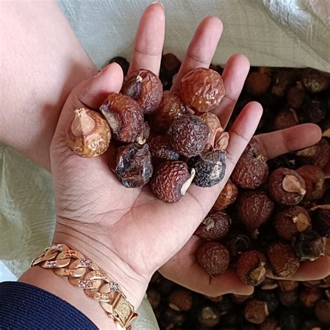 Jual Biji Lerak Kupas Tanpa Biji 1 Kg Buah Unggul Organik Tanpa Kimia