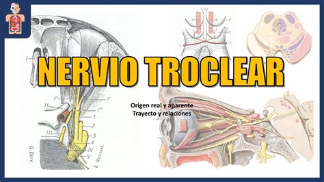 NEUROANATOMÍA NERVIO TROCLEAR ORIGEN TRAYECTO RELACIONES Y