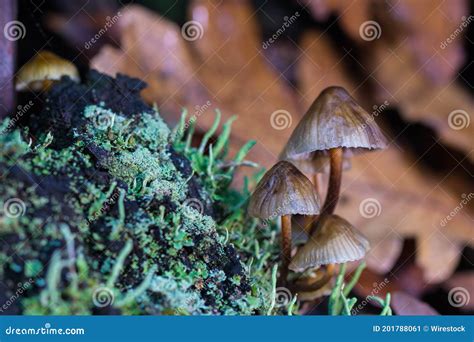 Tir De Focalisation S Lectif De Petits Mycena Des Champignons Qui