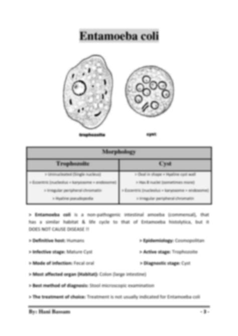 Entamoeba Coli Cyst Parts