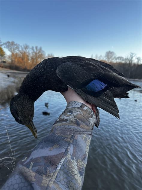 Beautiful Maryland Black Duck Rwaterfowl