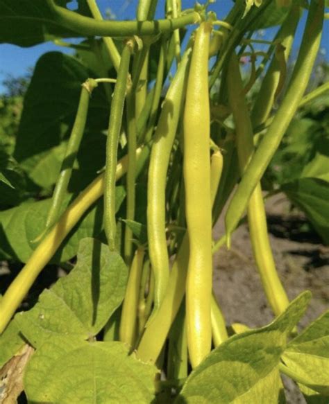 Gold Rush Yellow Bean Seeds Heirloom Tims Tomatoes