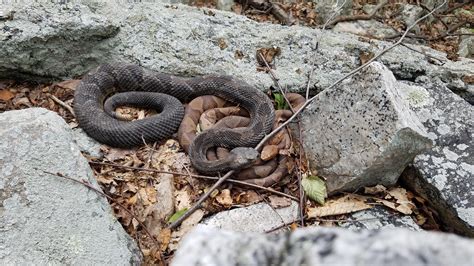 Are these timber rattles cuddling with copperheads? Appalachian trail