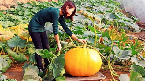 Growing Pumpkins In Small Spaces Tips For All