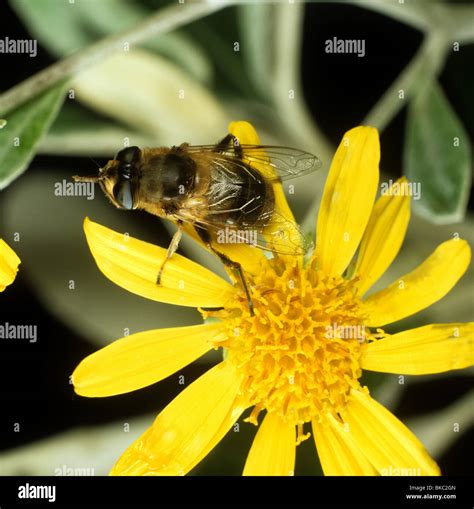 Eristalis Tenax Adult Hi Res Stock Photography And Images Alamy