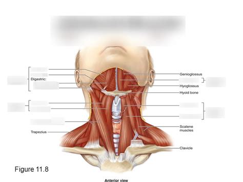 Suprahyoid Muscles An Overview ScienceDirect Topics 56 OFF