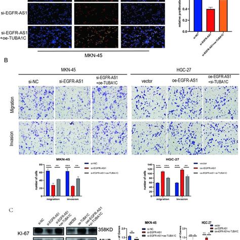 Lncrna Egfr As1 Facilitates The Proliferation Infiltration And