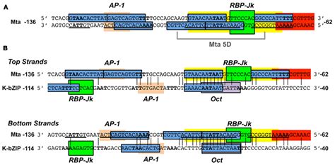 Frontiers KSHV Rta Promoter Specification And Viral Reactivation